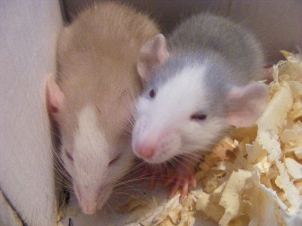 1185357_570415403016367_1080483221_n