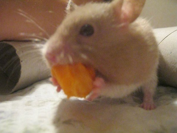 543893_567948776596363_377176817_n